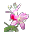 Rosa Alpina